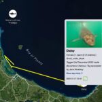 Riley Elliott Instagram - Great White App update!!! After some time below water we have some recent pings from our Great White sharks. Mananui has made an incredible return journey to the Coromandel region, just offshore of the Alderman Island where I live in Tairua!!! Mananui had gone all the way around the top of the north island to 90Mile Beach on the West Coast!!! And has now returned through the Hauraki Gulf, down to the Coromandel mussel farms, back up and around the tip of the Coromandel Peninsula and now just offshore of the Alderman Islands as said. Incredible really. Where to next? In totally different fashion, SWAJ continues to remain in Doubtless Bay Area. There must be some small fish prey teeming in this area to hold her there for so long. I got a low accuracy location just the other day which shows she is still there. And then the infamous Daisy has pinged after a month of silence. It shows us that these sharks do not need to surface regularly and thus the locations we get, can go quiet for a while but the shark is fine. Stoked to see Daisy again, I know she is a fan fave. I have tried very hard to deploy more tags but the unprecedented weather and road closures have made it incredibly challenging to do so. I also feel that the flood waters along the harbours and coastline have pushed normal fish life patterns offshore or further north, hence the sharks all moving quite far from tagging locations. I appreciate the patience, especially from those who have sponsored tags but this is the reality of working with nature it seems. There will be more I promise. But for now let’s continue to enjoy these three amazing sharks!!!