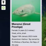 Riley Elliott Instagram - Incredible movement patterns by SWAJ which are almost mirror images of Mananui’s migration to the West Coast’s 90mile beach. This is fascinating for several reasons. Firstly these are two totally different demographics/ages. SWAJ is a new born GW which should be residing in nursery ground areas, which in theory would have suggested she stayed within or at close proximity to Tauranga Harbour. So has she been forced out of the region due to a murky flood water harbour so dirty she can’t visually hunt, or perhaps GW nursery range is larger than theorised. Secondly, why this specific path, so similar to Mananui? We know that sharks can migrate entire oceans and therefore are able to accurately navigate, so perhaps there are key features or ‘road signs’ used by both sharks. If so, what is amazing is that the ability to read these is pure instinct as baby GWs receive no parental guidance. The other option for such paths & one I looked into to ensure it wasn’t the case, is these are human tracks and the shark and tag are on a boat! I feared this with Mananui, in seeing such direct paths and when she then went into Whangarei port area. But with both tags I receive temperature and wet/dry sensor data which show that they are not on a boat, and are in fact just doing something that’s almost unbelievable. What is a very real risk however, is several of the hotspot bays these sharks are visiting, are some of the areas where a recent NIWA fishery report showed that 53 GWs had been killed over the past decade as bycatch in commercial set nets/gill nets. Furthermore we’ve seen dozens either caught or wash up dead after recreational set nets and longlines have entangled GWs. Takami showed us first hand, the very real gauntlet that these sharks run each day. I am not against fishing at all, and fishers in general aren’t against sharks, and if they are they should know that more sharks mean healthier populations of fish they are after. So the common goal should be to identify areas of critical habitat for these endangered GWs and contrast that with human induced risk to them & us, as that can empower an informed ability to co-exist. That is the GW Projects goal