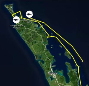 Riley Elliott Instagram - Incredible movement patterns by SWAJ which are almost mirror images of Mananui’s migration to the West Coast’s 90mile beach. 
This is fascinating for several reasons. Firstly these are two totally different demographics/ages. SWAJ is a new born GW which should be residing in nursery ground areas, which in theory would have suggested she stayed within or at close proximity to Tauranga Harbour. So has she been forced out of the region due to a murky flood water harbour so dirty she can’t visually hunt, or perhaps GW nursery range is larger than theorised. Secondly, why this specific path, so similar to Mananui? We know that sharks can migrate entire oceans and therefore are able to accurately navigate, so perhaps there are key features or ‘road signs’ used by both sharks. If so, what is amazing is that the ability to read these is pure instinct as baby GWs receive no parental guidance. 
The other option for such paths & one I looked into to ensure it wasn’t the case, is these are human tracks and the shark and tag are on a boat! I feared this with Mananui, in seeing such direct paths and when she then went into Whangarei port area. But with both tags I receive temperature and wet/dry sensor data which show that they are not on a boat, and are in fact just doing something that’s almost unbelievable. 
What is a very real risk however, is several of the hotspot bays these sharks are visiting, are some of the areas where a recent NIWA fishery report showed that 53 GWs had been killed over the past decade as bycatch in commercial set nets/gill nets. Furthermore we’ve seen dozens either caught or wash up dead after recreational set nets and longlines have entangled GWs. Takami showed us first hand, the very real gauntlet that these sharks run each day. I am not against fishing at all, and fishers in general aren’t against sharks, and if they are they should know that more sharks mean healthier populations of fish they are after. So the common goal should be to identify areas of critical habitat for these endangered GWs and contrast that with human induced risk to them & us, as that can empower an informed ability to co-exist. That is the GW Projects goal