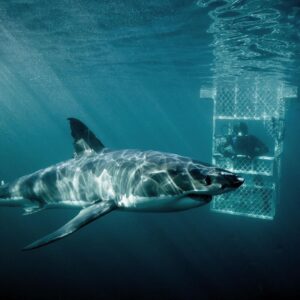 Riley Elliott Instagram - CAN YOU HELP me photo ID the new and growing population of Great Whites in Nz? Please go to the link in my bio and vote for me in the @canon.nz Oceania Grant which would equip my team with the essential camera equipment to take the critical photos of identification marks that we use for population estimates and tracking individuals through time. This would be a huge supporting leg for the Great White Project so please go to the link in my bio or just google Canon Oceania Grant, click vote now on their page and select the environment category and choose Sustainable Ocean Society which is our charity of support. Thanks so much
