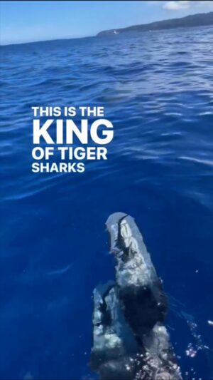 Riley Elliott Instagram - Epic post from @juansharks  seeing ‘me’ again. This rad as male they called Riley Words by @juansharks Would you dive with the king?  This shark ID Riley @oneoceandiving named after shark scientist @thelifeofrileynz  This is only larger adult male that we have seen in over 20 years.  We see juvenile male tiger sharks but not adults.  My theory is that Riley pushes all the males out of the area kinda like how male lions do in a pride. Tiger sharks don’t really pack up like lions do and are more nomadic but Riley for sure is keeping all the other males his size out of this coast coast line either because of competition or territory reasons.  He has been hanging out this week and sightings today on the 9am charter. #TurnFearIntoFacts #ApexPredatorNotMonster #sharkidriley #weneedsharks #tigershark #oahulife #haleiwa