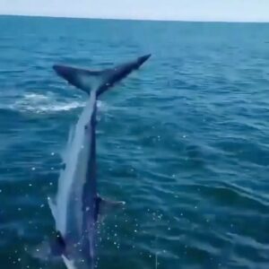 Riley Elliott Instagram - Did you know that this is how the vast majority of Mako shark ‘attacks’ happen. Because people love to see them fly and even those less intellectual or respectful, just catch them for fun. The good thing about a Mako is they have an attitude like no other and will even turn back at the boat and come at you once they feel the hook. Everything aside, I think you deserve a shark attack like this if you disrespect an apex predator but by no means should it be counted as a shark attack in the general sense. Great news is many fishing tournaments no longer encourage or reward shark catches and instead when sharks are accidentally caught, they are tagged and released.