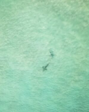 Riley Elliott Instagram - Shark courtship behaviour!
It’s like they know to go into the deep away from sight to do the deed, but something I plan to capture this summer as the mature animals come into the shallows