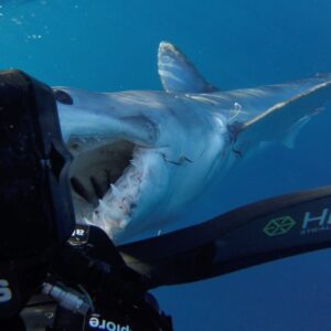 Riley Elliott Instagram - This is how a 12foot Mako shark introduces itself when you jump into the deep blue sea with it after hours of chumming. To be honest it’s pretty polite at this stage, it had already rammed the boat, smashed the engines, tried to bite us up on the swim step and then @abc4explore and myself had to balls up and get in. But from a sharks perspective, it’s turned up wondering where the foods at. It’s the wide open ocean where foods hard to get. Then two weird creatures jump in and it needs to figure out what they are. Luckily Andy had a large camera to block the avalanche of razor blades heading for his crotch, and my tiny Harry Potter wand was just able to turn the shark away. But wow this was likely the most amazing experience I have had with a mature Mako. When they are this big they eat things way bigger than us, being swordfish and marlin, so the hours of amazing encounters that happened after this reflects how polite and smart this girl was. If you want to see some epic Mako action, coupled with Great Whites, be sure to tune into Great White Vs Mako Friday 29th at 9pm on @sharkweek on @discovery and @discoveryplus