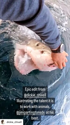Riley Elliott Instagram - @jimipartingtonsdx  at his best interacting with a massive Great White in Nz in a way that takes a true talent to do. This looks gnarly and aggressive but it’s as gentle as a Great White gets. The shark kept coming back time after time for more contact. When you touch the nose of a shark you stimulate its electroreceptors seemingly giving it a stimulus they find enjoyable or at least interesting enough to come back for more. This clip is from one of the best shows I have seen on @sharkweek called Great White Open Ocean, created by one of the incredible OGs of sharkweek @jeff_kurr 
It beautifully illustrates a natural talent with animals that @jimipartingtonsdx  has and the extent he and our shark week group goes to in order to reveal the full spectrum of shark behaviour. Get well Jimi. The entire shark community will see you back doing this stuff again soon. Be sure to check out @sharkweek on @discovery and @discoveryplus 

Epic clip by @dickie_chivell