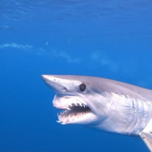 Riley Elliott Instagram - Two of the craziest things I have ever seen in one clip!

Firstly and yes, that's a Mako shark POOPING! 
And secondly yes that's a Mako shark with a deformed jaw structure ;(

It's coming up to @sharkweek on @discvoery and @discoveryplus July 24th sooooooo it's time to learn some interesting shark stuff.

Shark Poo is rarely captured on camera, but as with all of us, it happens on the reg. Shark Poo is unique however in that unlike ours, it comes out super fine, almost like dust. This is because sharks are so highly evolved that they have a special digestive system called the Spiral Valve. Their intestinal tract is shorter than ours, so the Spiral Valve retains food in the intestine longer, digesting it more efficiently and thus extracting greater nutrients out of it, meaning that they do not need to eat as regularly as us to gather required energy!!!! How amazing. 
What's cooler is that shark poo is full of critical micronutrients like Iron, which stimulate Primary Production and thus tackle climate change through carbon absorption. So in short, shark poo is saving the planet :)

The 2nd shark - not such a fun story. It has likely been caught by fishermen damaging its jaw via a hook and line. BUT the good news is this shark is amazingly still fit and healthy. Also if you see a shark with hooks in its mouth, it can actually be a good thing as it reflects the work of ethical fishermen who release sharks caught by accident, alive bysimply cutting the line. The shark lives on, the hooks rust out and everybody wins, because remember without shark poo climate change wins, and also that Primary Production gives us half the air we breathe! So a side note for those fishers who kill sharks for a $1 hook - is that worth half the air you breathe?

Footage shot on location during @sharkweek with myself and @Andy B Casagrande IV 
thanks to an epic @gopro rig