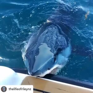 Riley Elliott Instagram - @sharkweek starts on the 24th July on @discovery

This is my most viral clip ever captured for sharks. I am not sure why?

Can you tell me?

I think it’s because it raises questions. Why is this Mako biting the boat? 

And this is why I love doing #sharkweek every year, as it empowers myself and many of my shark passionate friends, to go to all corners of the globe to explore, discover and share the amazing world of sharks. 

Be sure to tune in on @discovery and @discoveryplus from the 24th June if you are in the northern hemisphere 
;) 

This year my team undertook an incredibly challenging task of finding where Great whites and Makos overlap in Nz in Great White vs Mako 

#underwatershots #underwaterpics #underwaterphotography #Freediving training #apnea #freedive #marinelife #waterman #freedivingphotography #uwpics #freedivers #freedivephoto #flfreedivers #watermen #uwphoto #uwphotographer #sharkskin #sharkdiver #sharkies #sharkfin #sharklife #underwatershots #freedivingart #shark #JAWS #photooftheday #canon #gopro #oceancitymaryland

@shark.day @discoversharks @sharksdaily @wildlifepage @ocean @ocean_magazine @oceanarmor @spotmydive @divingphoto @passportocean @finalliance @underwaterstuffs @angels.of.the.sea @spearfish.and.freedive.world 
@sp.f2 @spearchannel @spearfishing.reviews 
@natgeoadventure @gopro @goproanz @redbull @redbullnz 
@roam @tentree @letswander 
@starfish.and.freedoms.world