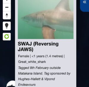 Riley Elliott Instagram - Incredible movement patterns by SWAJ which are almost mirror images of Mananui’s migration to the West Coast’s 90mile beach. 
This is fascinating for several reasons. Firstly these are two totally different demographics/ages. SWAJ is a new born GW which should be residing in nursery ground areas, which in theory would have suggested she stayed within or at close proximity to Tauranga Harbour. So has she been forced out of the region due to a murky flood water harbour so dirty she can’t visually hunt, or perhaps GW nursery range is larger than theorised. Secondly, why this specific path, so similar to Mananui? We know that sharks can migrate entire oceans and therefore are able to accurately navigate, so perhaps there are key features or ‘road signs’ used by both sharks. If so, what is amazing is that the ability to read these is pure instinct as baby GWs receive no parental guidance. 
The other option for such paths & one I looked into to ensure it wasn’t the case, is these are human tracks and the shark and tag are on a boat! I feared this with Mananui, in seeing such direct paths and when she then went into Whangarei port area. But with both tags I receive temperature and wet/dry sensor data which show that they are not on a boat, and are in fact just doing something that’s almost unbelievable. 
What is a very real risk however, is several of the hotspot bays these sharks are visiting, are some of the areas where a recent NIWA fishery report showed that 53 GWs had been killed over the past decade as bycatch in commercial set nets/gill nets. Furthermore we’ve seen dozens either caught or wash up dead after recreational set nets and longlines have entangled GWs. Takami showed us first hand, the very real gauntlet that these sharks run each day. I am not against fishing at all, and fishers in general aren’t against sharks, and if they are they should know that more sharks mean healthier populations of fish they are after. So the common goal should be to identify areas of critical habitat for these endangered GWs and contrast that with human induced risk to them & us, as that can empower an informed ability to co-exist. That is the GW Projects goal