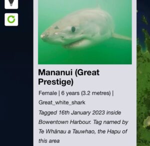Riley Elliott Instagram - Incredible movement patterns by SWAJ which are almost mirror images of Mananui’s migration to the West Coast’s 90mile beach. 
This is fascinating for several reasons. Firstly these are two totally different demographics/ages. SWAJ is a new born GW which should be residing in nursery ground areas, which in theory would have suggested she stayed within or at close proximity to Tauranga Harbour. So has she been forced out of the region due to a murky flood water harbour so dirty she can’t visually hunt, or perhaps GW nursery range is larger than theorised. Secondly, why this specific path, so similar to Mananui? We know that sharks can migrate entire oceans and therefore are able to accurately navigate, so perhaps there are key features or ‘road signs’ used by both sharks. If so, what is amazing is that the ability to read these is pure instinct as baby GWs receive no parental guidance. 
The other option for such paths & one I looked into to ensure it wasn’t the case, is these are human tracks and the shark and tag are on a boat! I feared this with Mananui, in seeing such direct paths and when she then went into Whangarei port area. But with both tags I receive temperature and wet/dry sensor data which show that they are not on a boat, and are in fact just doing something that’s almost unbelievable. 
What is a very real risk however, is several of the hotspot bays these sharks are visiting, are some of the areas where a recent NIWA fishery report showed that 53 GWs had been killed over the past decade as bycatch in commercial set nets/gill nets. Furthermore we’ve seen dozens either caught or wash up dead after recreational set nets and longlines have entangled GWs. Takami showed us first hand, the very real gauntlet that these sharks run each day. I am not against fishing at all, and fishers in general aren’t against sharks, and if they are they should know that more sharks mean healthier populations of fish they are after. So the common goal should be to identify areas of critical habitat for these endangered GWs and contrast that with human induced risk to them & us, as that can empower an informed ability to co-exist. That is the GW Projects goal