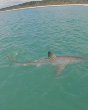 Riley Elliott Instagram - Another Great White shark has been tagged and is on the Great White App!
It’s name is SWAJ - named by sponsors who wanted to help reverse the JAWS mentality - and what better a shark than this amazing 1.4m long, less than one year old new born. A very novel shark to tag. She is the second I have seen in this area which reflects how important it is for the species. On the same day as I tagged this shark I unfortunately also got news that Takami’s tag was torn off by a fishing longline put out off the beach using a kontiki. From the report it would appear that Takami interacted with the line, either for its bait or a fish that was hooked, and she got hooked herself and panicked, becoming entangled. She broke free but the tag got snagged on the longline which was recovered when they reeled it in. I am very grateful for the guys reporting it to me and are sending the tag back for re-deployment later. It is not their fault at all, as they were just tying to catch a feed in what is a very low bycatch manner. It has however become a more common source of juvenile GW interactions. These men were doing the right thing, watching their longline so they could have released any bycatch that may occur. It appears Takami got away ok but I am gutted that we won’t be able to follow her movements anymore. This tagging project is designed to help us learn more about their critical habitat so that we can ensure we don’t adversely interact with them and vice versa. At this stage however, as seen through Takami and in tagging SWAJ, a baby Gw, it would appear that they are vulnerable little sharks likely facing greater risks day to day from fishing interactions. Please don’t use set nets in areas with larger animal presence and if you accidentally hook a shark on a line, please cut the line at the hook and release the shark immediately while it remains in the water. If it’s a GW this is a legal obligation and you must report it to DOC. 

The Great White App is now available on the Google store for Android, for a small fee that supports the running of this project. It is being developed for Apple asap and it as always is available free to view at sustainableoceansociety.co.nz