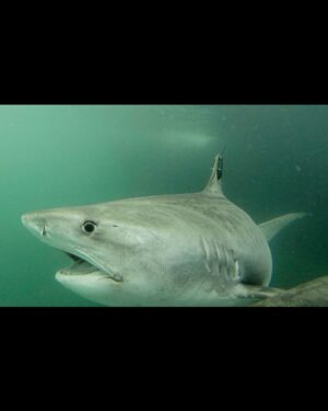 Riley Elliott Instagram - A fascinating time in NZ for ocean life. This time of year we get the E Aus current pushing down our warm summer water. Already we have had sea snakes, turtles and migratory birds turn up. Also Great whites popping up in harbours likely pupping. This map shows an awesome Tiger shark I have followed for a long time, tagged by Australian scientists at Norfolk Island after we did a @sharkweek show the year prior, emphasising the need to study these animals and they did a great job tagging a bunch which you can follow on the @ocearch  app. It’s my silent addiction watching where these sharks move and as you can see by the sea temperature map, this shark is moving towards NZ with that descending warm water. Tiger sharks generally reside within water over 22’C and this shark is doing just that. We used to have many records of Tigers caught out at Mayor island but research shows they generally stay deep and so are rarely seen. But I’ve also seen photos of baby Tigers caught in the Hauraki Gulf just off Auckland CBD which shows some novel and unprecedented pupping behaviour. Long story short, satellite tracking provides some amazing insight into animals and that is the endeavour of my Great White project, where people can sponsor a shark, name it, and a soon to be released website will allow anyone to follow their movements. It’s good for the sharks through scientific conservation but also for us, to best educate ourselves on where we may wish to swim. If you are interested in sponsoring a great white go to www.sustainableocean society.co.nz link in my bio