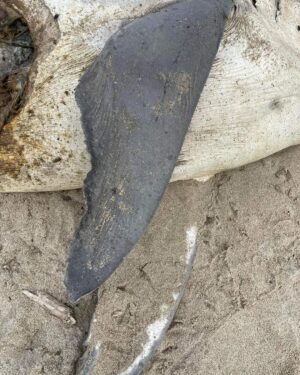 Riley Elliott Instagram - A juvenile Great White washed up on Ripiro beach on New Zealand’s w coast with what looks to be an Orca predation, with an incision to extract the nutrient rich liver. This is something Orca in Nz have done for a long time with shark species. Compared to the highly covered S Africa incidences, in Nz its generally been stingray and other shark species, as documented by Orca specialist Dr Ingrid Visser and Steve Hathaway. While this has likely occurred with White sharks in Nz due to their presence, this is of the first to wash up. The area this occurred in is coastal to a well known GW nursery, the Kaipara harbour as documented by Dr Clinton Duffy. It reflects why harbours are used as nursery grounds for shelter and plentiful small food sources for young juveniles. Going outside can pose more risk not only to predation but also coastal set nets and kontiki fishing lines which regularly catch juvenile white sharks. This is one of the reasons for my GW tagging project in NE NZ, in order to better understand the habitat use of this critical age demographic. Not only for the predation but also bycatch through fishing. Given this potential orca kill is a rare find I don’t feel a need to worry about GW displacement seen in S Africa and documented by @alisontowner but it is critical to obtain baseline understanding of shark distribution to measure any potential affect of Orca predation or fishing practises. The most important observation from images thanks to David Cameron, is the shark had its head removed by people. I mention this as its illegal to kill, harm or disturb a live white shark but also to tamper with a dead one. It is a legal requirement to report accidental capture of GWs to the Department of Conservation so that they can continue to protect this species. Orca predation aside, there have been several human induced fatalities of GWs in NE NZ where I am starting a tagging study so please ensure you visibly monitor set nets, don’t set near aggregations of GWs and meet legal requirements for length and naming floats. If you want to support the Great White tagging study in the NE NZ region this summer go to the link in my bio