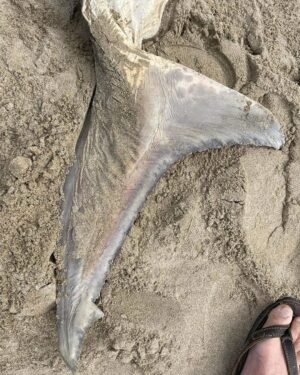 Riley Elliott Instagram - A juvenile Great White washed up on Ripiro beach on New Zealand’s w coast with what looks to be an Orca predation, with an incision to extract the nutrient rich liver. This is something Orca in Nz have done for a long time with shark species. Compared to the highly covered S Africa incidences, in Nz its generally been stingray and other shark species, as documented by Orca specialist Dr Ingrid Visser and Steve Hathaway. While this has likely occurred with White sharks in Nz due to their presence, this is of the first to wash up. The area this occurred in is coastal to a well known GW nursery, the Kaipara harbour as documented by Dr Clinton Duffy. It reflects why harbours are used as nursery grounds for shelter and plentiful small food sources for young juveniles. Going outside can pose more risk not only to predation but also coastal set nets and kontiki fishing lines which regularly catch juvenile white sharks. This is one of the reasons for my GW tagging project in NE NZ, in order to better understand the habitat use of this critical age demographic. Not only for the predation but also bycatch through fishing. Given this potential orca kill is a rare find I don’t feel a need to worry about GW displacement seen in S Africa and documented by @alisontowner but it is critical to obtain baseline understanding of shark distribution to measure any potential affect of Orca predation or fishing practises. The most important observation from images thanks to David Cameron, is the shark had its head removed by people. I mention this as its illegal to kill, harm or disturb a live white shark but also to tamper with a dead one. It is a legal requirement to report accidental capture of GWs to the Department of Conservation so that they can continue to protect this species. Orca predation aside, there have been several human induced fatalities of GWs in NE NZ where I am starting a tagging study so please ensure you visibly monitor set nets, don’t set near aggregations of GWs and meet legal requirements for length and naming floats. If you want to support the Great White tagging study in the NE NZ region this summer go to the link in my bio