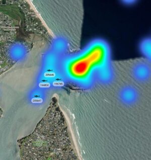 Riley Elliott Instagram - A very exciting Great White project I am launching this summer in NZ and YOU can be directly involved by sponsoring a shark’s satellite tag, naming it, receiving scientific insight on what it does and where it goes anywhere in NZ and the world! More than this, the data will be shared live to the public via an incredible philanthropic web application created by @earthrangertech  so that we can all learn about where these animals go, what they do, and of most importance, how their movement and behaviour overlaps with our own. This type of information sharing has proven effective around the world to allow for better coexistence with these apex predators. So please check out the link in my bio for a full run down of how and why this project has come about and send us an email through that link if you are interested in sponsoring a shark to be tagged this summer! :) Note the mapped images are example data showing you how the web application will work and display shark data