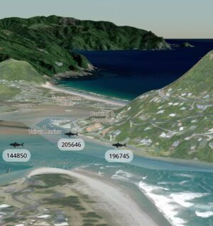 Riley Elliott Instagram - A very exciting Great White project I am launching this summer in NZ and YOU can be directly involved by sponsoring a shark’s satellite tag, naming it, receiving scientific insight on what it does and where it goes anywhere in NZ and the world! More than this, the data will be shared live to the public via an incredible philanthropic web application created by @earthrangertech  so that we can all learn about where these animals go, what they do, and of most importance, how their movement and behaviour overlaps with our own. This type of information sharing has proven effective around the world to allow for better coexistence with these apex predators. So please check out the link in my bio for a full run down of how and why this project has come about and send us an email through that link if you are interested in sponsoring a shark to be tagged this summer! :) Note the mapped images are example data showing you how the web application will work and display shark data