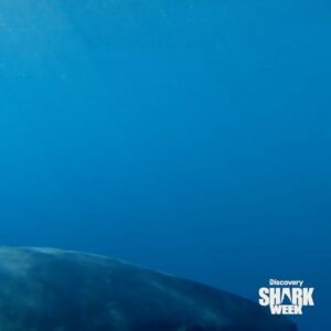 Riley Elliott Instagram - Tonight Watch Clash of Killers: Great White vs Mako, Friday at 9p ET on @Discovery and @discoveryplus #SharkWeek

This was such an extreme adventure on the high seas trying to follow the migration of two open ocean predators. Be sure to tune in for some incredible shark action and insane New Zealand landscapes with myself and @saminthewild_ 

Thanks to @radleystudios Sigi @wazzagreen @liquid_action_films George @billy.turner98 Tony Spear @sharkexperiencebluff and Sean Kelly