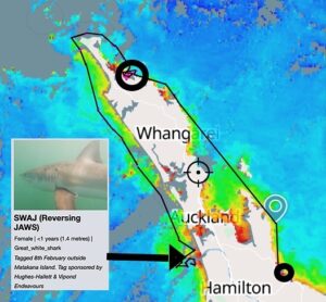 Riley Elliott Instagram - Incredible!!!! SWAJ (jaws in reverse) the last remaining tag transmitting at this point has migrated!!!!! After four months of hanging out in Doubtless bay this baby Great White has made a huge migration to Port Waikato!!!! Incredible to see not only the clear nursery areas utilised like Doubtless bay (in the circle) this baby GW only four feet long has now popped up on the West coast. Absolutely incredible stuff. We would not know any of this without the amazing public support of the Great White Project. Thanks to Hughes Hallett and Vipond Endeavours for sponsoring SWAJ. And I will be making best efforts to tag more GWs and get the other tags we recovered thanks to you, back out on those sharks and more. Cheers everyone. Amazing work