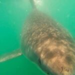 Riley Elliott Instagram - Do you live in the Papamoa Beach area? Can you help me find a Shark Tag??? $100 reward :) Free after school entertainment for kids and dogs lol Unfortunately the famous Great White Shark Daisy, seems to have dropped her tag and it has floated inshore onto the beach roughly in the area in front of Papamoa Beach Surf Club. The tag will look similar to the below picture. It will have seaweed growth on it so may blend in, and will likely be at the high tide mark. This location below shows it on the land but the last location signal was an inaccurate one, so its within a few kms of this area, but definitely on the beach as it washed ashore. The satellites are not overhead to give more accurate locations until tonight. So please if you are in the area, could you have a look and text/call me if you find it 027 463 7397 There has been do much debris in the ocean from the ongoing floods that these tags have had a hard ride through the usually empty ocean, and this is the third to pull from the sharks.