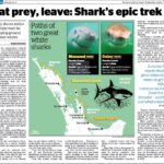 Riley Elliott Instagram - A cool summary of the GreatWhite App and the amazing tracks these sharks are showing us. If you haven’t checked out the website go to www.sustainableoceansociety.co.nz or the GooglePlayStore and soon to come to the Apple Store.