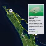 Riley Elliott Instagram - Great White App update!!! After some time below water we have some recent pings from our Great White sharks. Mananui has made an incredible return journey to the Coromandel region, just offshore of the Alderman Island where I live in Tairua!!! Mananui had gone all the way around the top of the north island to 90Mile Beach on the West Coast!!! And has now returned through the Hauraki Gulf, down to the Coromandel mussel farms, back up and around the tip of the Coromandel Peninsula and now just offshore of the Alderman Islands as said. Incredible really. Where to next? In totally different fashion, SWAJ continues to remain in Doubtless Bay Area. There must be some small fish prey teeming in this area to hold her there for so long. I got a low accuracy location just the other day which shows she is still there. And then the infamous Daisy has pinged after a month of silence. It shows us that these sharks do not need to surface regularly and thus the locations we get, can go quiet for a while but the shark is fine. Stoked to see Daisy again, I know she is a fan fave. I have tried very hard to deploy more tags but the unprecedented weather and road closures have made it incredibly challenging to do so. I also feel that the flood waters along the harbours and coastline have pushed normal fish life patterns offshore or further north, hence the sharks all moving quite far from tagging locations. I appreciate the patience, especially from those who have sponsored tags but this is the reality of working with nature it seems. There will be more I promise. But for now let’s continue to enjoy these three amazing sharks!!!