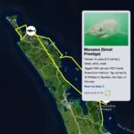 Riley Elliott Instagram - Great White App update!!! After some time below water we have some recent pings from our Great White sharks. Mananui has made an incredible return journey to the Coromandel region, just offshore of the Alderman Island where I live in Tairua!!! Mananui had gone all the way around the top of the north island to 90Mile Beach on the West Coast!!! And has now returned through the Hauraki Gulf, down to the Coromandel mussel farms, back up and around the tip of the Coromandel Peninsula and now just offshore of the Alderman Islands as said. Incredible really. Where to next? In totally different fashion, SWAJ continues to remain in Doubtless Bay Area. There must be some small fish prey teeming in this area to hold her there for so long. I got a low accuracy location just the other day which shows she is still there. And then the infamous Daisy has pinged after a month of silence. It shows us that these sharks do not need to surface regularly and thus the locations we get, can go quiet for a while but the shark is fine. Stoked to see Daisy again, I know she is a fan fave. I have tried very hard to deploy more tags but the unprecedented weather and road closures have made it incredibly challenging to do so. I also feel that the flood waters along the harbours and coastline have pushed normal fish life patterns offshore or further north, hence the sharks all moving quite far from tagging locations. I appreciate the patience, especially from those who have sponsored tags but this is the reality of working with nature it seems. There will be more I promise. But for now let’s continue to enjoy these three amazing sharks!!!