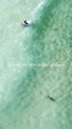 Riley Elliott Instagram - With quite a bit of media about sharks in the water over this NZ summer, I figured it was appropriate to show the sharks’ perspective. 
Believe it or not, sharks want nothing to do with us. There has been an increase in sightings over summer, but this is simply a result of amazing weather and clear calm ocean conditions allowing us to see them more often. We shouldn’t forget this is where they live. 
When humans pull on a speedo and splash around it can draw a sharks attention to approach. But as their senses are made for the ocean, they generally will determine ‘it’s one of those dangerous human things’ and turn away well before we see them. Whether it be a paddle boarder or an oblivious swimmer, the reason for this is because these bronze whaler sharks, as pictured and throughout Nz media stories, are fish eaters. They hunt at dusk and dawn and much like us, are then simply sun bathing and relaxing in the shallow waves which provide ample oxygen in the white water. They know humans can be dangerous, as they interact with us regularly when we compete for fish. And this, the fish, is really the only factor that can cause them to be dangerous to us. If we dump fish carcasses where people swim, or if we wrestle with them while spear fishing, they can become like dogs, and in pack mentality, make mistakes. These mistakes are generally always through OUR creation of events. Moral of the story, don’t freak out to see a shark in the sea. It’s already seen you and as pictured likely swimming away. But respect the fact that if you overlap with their food, plus murky water with yourself or worse, a person unbeknown to a situation you catalysed, mistakes can happen. Just as they would if you feed a dog under the table so to speak ;)
While it may look scary seeing these interactions, I will post more to show you how polite sharks really are if respected. Which is pretty admirable given humans have killed off 70% of the world’s large sharks over the last 50 years!

Check out more imagery and story in the news at six tonight in Nz :)

Enjoy your summer and be sure to manage the much greater risk in the sea - drowning. Swim between the flags and wear a lifejacket.