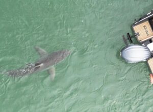 Riley Elliott Instagram - Thank you @sharkweek for another amazing opportunity to share sharks with the world. I hope you all enjoyed it!!! I’m sure there was something for everyone? I would love to know your thoughts?
A huge thanks to all the crew who helped make Jaws in the Shallows. The NZ community who have helped fund tags, house our crew, feed us and provide super useful citizen science by reporting great white sightings. Thank you also to @stephendavidentertainment for helping produce our show. Thanks to @discovery for providing me a childhood dream come true. 
Thanks also to @extremeboats.nz @yamahamarinenz @gfabtrailers @raymarine_nz  @mazda_nz for enabling this project with the research vessel and truck to tow it. Thanks to my stunning wife @amberandfriendsphoto for helping tag and present while in first trimester sickness xxx
And thanks to awesome ocean hero’s @prideofgypsies @kimi_swimmy @mikecoots for bringing massive exposure and appreciation for the ocean. 
Jaws in the Shallows isn’t just a tv show, it’s a representation of a greater research project that I am writing up for publication now, in effort to bring better awareness of this endangered species. It’s also a project to help us as ocean users coexist while playing in the sharks domain. I surf in these very waters where there are now Great whites. Time to walk the talk aye;) 
Shark Week is about the sharks. Without such a platform, without public engagement and support, without brands supporting it, this wouldn’t happen so thank you all for helping us help the sharks.