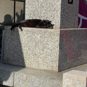 Rinne Instagram - ねこがねころんでるよ