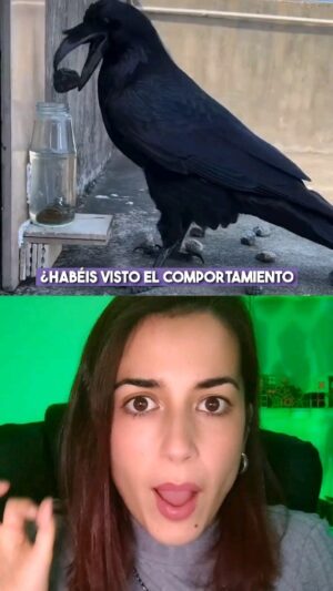 Rocío Vidal Instagram - Estos cuervos son más listos que mucha gente que conozco. 
Ahora en serio, ¿Cómo es esto posible? 😱
#naturaleza #animales