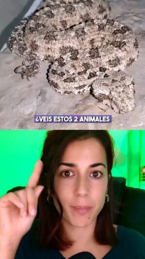 Rocío Vidal Instagram - A veces nada es lo que parece...
Espero que soñéis bien esta noche 😇
#naturaleza