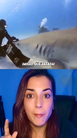 Rocío Vidal Instagram - Submarinista evita así el ATAQUE ?¿ de un tiburón
#naturaleza