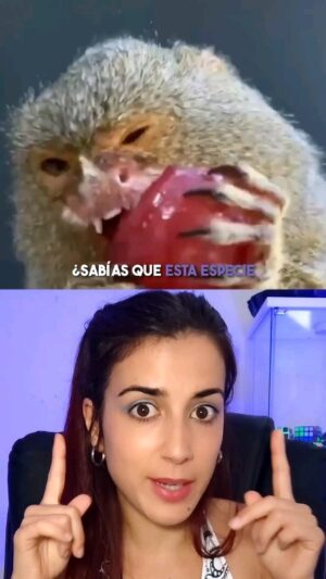 Rocío Vidal Instagram - Los monos monógamos...
Y los humanos, ¿Somos monógamos? ¿Qué pensáis? 
Mañana resolvemos la incógnita en Youtube.
#ciencia #naturaleza
