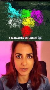 Rocío Vidal Instagram - La naturaleza es increíble 🐺♥️ #naturaleza #ciencia