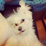 Roisin Conaty Instagram - Harpo takes her first selfie