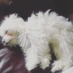 Roisin Conaty Instagram - My Sleepyteddy