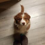 Roman Tomeš Instagram - Je to rok a pár dnů, co jsem tady s ní usínal venku pod pergolou, aby cítila, že je součástí smečky. Teď už to je veliká dáma, co zaplnila náš domov láskou. Bylo to tři dny po, když odešel Akord, můj velký psí brácha.. nedali jsme bez sebe ani krok.. a já si říkal, že už nikdy žádného psa. To místo v srdci vždy bude pouze pro něj, ale jak jsem rád, že ji máme! #Bonnie #Akord