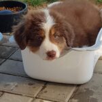 Roman Tomeš Instagram - Je to rok a pár dnů, co jsem tady s ní usínal venku pod pergolou, aby cítila, že je součástí smečky. Teď už to je veliká dáma, co zaplnila náš domov láskou. Bylo to tři dny po, když odešel Akord, můj velký psí brácha.. nedali jsme bez sebe ani krok.. a já si říkal, že už nikdy žádného psa. To místo v srdci vždy bude pouze pro něj, ale jak jsem rád, že ji máme! #Bonnie #Akord
