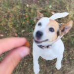 Roman Tomeš Instagram - Tak je po dovolené, výletech, a rovnou rovnýma nohama do práce :).. ale věřím, že jsme nabrali energii do příští pracovní sezóny.. a těším se, že se opět budem moci věnovat i svým čtyřnohým kamarádům, které jsme nechali u známých a rodiny. To bylo vítání, jak kdybychom se neviděli rok :-). A teď nás zase čekají procházky, běhání a cvičení - a k tomu samozřejmě také pamlsky! 🐶💛 S výživnými Tasty Minis od Pedigree, které jsou vhodnou odměnou při tréninku. #spoluprace @pedigree_czsk