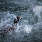 Ronan Donovan Instagram - Unpublished work // I’ll continue on the storytelling thread here with another photo series focused on field biology work directed towards a better understanding of a local bird species here in Montana - the harlequin duck. Like the images in my previous post, these images weren’t taken on assignment, but rather the access and reason for being there was to contribute as a biologist with the survey. There’s a specific balance needed while being asked to be part of a team conducting actual field work and also taking photographs throughout. Clear communication upfront is needed so no one gets annoyed or taken by surprise when you start taking photos. All of the images that I take, while on assignment or otherwise, are always available to the scientists I work with for their presentations, reports and scientific papers. Yes, this is not a sustainable model since most of the work is either unpaid or you’re being paid as a biologist, but the value in the practice and honing your skills as an aspiring photographer is priceless. ⁣ ⁣ Photo 1 - A female harlequin duck with two males in pursuit during the breeding season.⁣ Photo 2 - Sense of place in the mountains of Montana where harlequin ducks breed.⁣ Photo 3 - MT State Avian Biologist Kristina Smucker searching for ducks. ⁣ Photo 4 - A male harlequin duck at home in the fast moving mountain river. ⁣ Photo 5 - With ducks spotted up stream, the team prepares to setup a capture net.⁣ Photo 6 - Stringing the net across the river.⁣ Photo 7 - Measuring the beak of a female harlequin duck.⁣ Photo 8 - Kristina Smucker weighing a male harlequin. ⁣ Photo 9 - A male harlequin before release.⁣ Photo 10 - A male harlequin duck resting on the edge of a mountain river.⁣ ⁣ Always think about the variety of images you need to create a story: scene setting, characters, action, detail, portrait, and closing to name a few. Even if you think a simply as a tight, medium and wide image of a scene you are doing well.