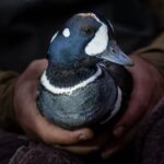 Ronan Donovan Instagram - Unpublished work // I’ll continue on the storytelling thread here with another photo series focused on field biology work directed towards a better understanding of a local bird species here in Montana - the harlequin duck. Like the images in my previous post, these images weren’t taken on assignment, but rather the access and reason for being there was to contribute as a biologist with the survey. There’s a specific balance needed while being asked to be part of a team conducting actual field work and also taking photographs throughout. Clear communication upfront is needed so no one gets annoyed or taken by surprise when you start taking photos. All of the images that I take, while on assignment or otherwise, are always available to the scientists I work with for their presentations, reports and scientific papers. Yes, this is not a sustainable model since most of the work is either unpaid or you’re being paid as a biologist, but the value in the practice and honing your skills as an aspiring photographer is priceless. ⁣ ⁣ Photo 1 - A female harlequin duck with two males in pursuit during the breeding season.⁣ Photo 2 - Sense of place in the mountains of Montana where harlequin ducks breed.⁣ Photo 3 - MT State Avian Biologist Kristina Smucker searching for ducks. ⁣ Photo 4 - A male harlequin duck at home in the fast moving mountain river. ⁣ Photo 5 - With ducks spotted up stream, the team prepares to setup a capture net.⁣ Photo 6 - Stringing the net across the river.⁣ Photo 7 - Measuring the beak of a female harlequin duck.⁣ Photo 8 - Kristina Smucker weighing a male harlequin. ⁣ Photo 9 - A male harlequin before release.⁣ Photo 10 - A male harlequin duck resting on the edge of a mountain river.⁣ ⁣ Always think about the variety of images you need to create a story: scene setting, characters, action, detail, portrait, and closing to name a few. Even if you think a simply as a tight, medium and wide image of a scene you are doing well.