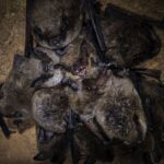 Ronan Donovan Instagram - I’m sharing some older images from 2014 and notes from an IG takeover for @ilcp_photographers. ⁣ ⁣ \ In my previous posts I’ve shown some single images and a couple series on a specific species with the camera trap images. But what’s been lacking in my imagery so far is a story. For those of you asking for advice on this career path, storytelling is one of the most important elements. While a single image can be powerful and can weave a story into its elements, the real power of visual storytelling comes from a series of images, a photo essay. That’s where emotion, context, purpose and impact come into visual storytelling and it was the single biggest ‘aha moment’ for me. I still have much to learn. ⁣⁣⁣ ⁣ ⁣⁣These images represent one of my first attempts at thinking like a storyteller rather than just going out to get pretty photos or a single image of an animal. In 2014, still working as a biologist, I was asked to be part of a team here in Montana that was surveying bat caves ahead of the anticipated arrival of White-Nose Syndrome - a non-native fungus that has been decimating bat populations across the US since it’s discovery in 2006. This post is less about White-Nose Syndrome and more about storytelling and the kinds of images that are common in most visual stories. ⁣⁣⁣ Photo 1 - The team descends into the first of two cave rooms on their way down to the main room - this is an establishing image to set the scene for the images to come⁣⁣⁣ Photo 2 - A member of the team counts hibernating bats as one flies by - a medium image with multiple elements ⁣⁣⁣ Photo 3 - The outstretched wing of a Myotis species of bats for measuring⁣⁣⁣ Photo 4 - A cluster of Myotis species of bats - a portrait or character image ⁣⁣⁣ Photo 5 - Team members swabbing bats for fungus testing - an interaction image of people doing something⁣⁣⁣ Photo 6 - Sunrise over the Missouri River in central Montana - closing image of the bat’s habitat⁣⁣⁣ ⁣ For the aspiring conservation photographers out there, think about the stories that you can tell close to home.