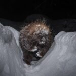 Ronan Donovan Instagram - Sharing some more images and stories from my takeover of @ilcp_photographers⁣ These are meant to be useful to aspiring photojournalists looking to get into conservation photography and science communication.⁣ ⁣ // The images from my previous post depicted the wildlife that I had continued access to or species that I was working with as a wildlife field biologist. The same goes for learning new camera techniques or even with new camera gear - stick to wildlife or locations that you have easy access to (nearby parks or even bird feeders or pets). ⁣ ⁣ My approach was no different In 2014 when I built my own camera trap system to learn how to create images of shy animals at night. I started with my dog and then found species that were nearby and unafraid - porcupines and snowshoe hares. There are plenty of tutorials, forums and commercially available camera trap gear now, so just do some googling and you’ll find it. ⁣ ⁣ As I mentioned at the end of my previous post, I was creating single images that lacked a story. With camera traps, I was trying different angles with these species to try and showcase more of their behaviors. But still, these were not stories and I was far from a working photographer at this point. ⁣ Montana
