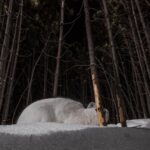 Ronan Donovan Instagram - Sharing some more images and stories from my takeover of @ilcp_photographers⁣ These are meant to be useful to aspiring photojournalists looking to get into conservation photography and science communication.⁣ ⁣ // The images from my previous post depicted the wildlife that I had continued access to or species that I was working with as a wildlife field biologist. The same goes for learning new camera techniques or even with new camera gear - stick to wildlife or locations that you have easy access to (nearby parks or even bird feeders or pets). ⁣ ⁣ My approach was no different In 2014 when I built my own camera trap system to learn how to create images of shy animals at night. I started with my dog and then found species that were nearby and unafraid - porcupines and snowshoe hares. There are plenty of tutorials, forums and commercially available camera trap gear now, so just do some googling and you’ll find it. ⁣ ⁣ As I mentioned at the end of my previous post, I was creating single images that lacked a story. With camera traps, I was trying different angles with these species to try and showcase more of their behaviors. But still, these were not stories and I was far from a working photographer at this point. ⁣ Montana