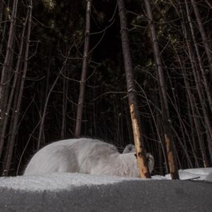Ronan Donovan Instagram - Sharing some more images and stories from my takeover of @ilcp_photographers⁣
These are meant to be useful to aspiring photojournalists looking to get into conservation photography and science communication.⁣
⁣
// The images from my previous post depicted the wildlife that I had continued access to or species that I  was working with as a wildlife field biologist. The same goes for learning new camera techniques or even with new camera gear - stick to wildlife or locations that you have easy access to (nearby parks or even bird feeders or pets). ⁣
⁣
My approach was no different In 2014 when I built my own camera trap system to learn how to create images of shy animals at night. I started with my dog and then found species that were nearby and unafraid - porcupines and snowshoe hares. There are plenty of tutorials, forums and commercially available camera trap gear now, so just do some googling and you’ll find it. ⁣
⁣
As I mentioned at the end of my previous post, I was creating single images that lacked a story. With camera traps, I was trying different angles with these species to try and showcase more of their behaviors. But still, these were not stories and I was far from a working photographer at this point. ⁣