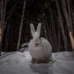 Ronan Donovan Instagram - Sharing some more images and stories from my takeover of @ilcp_photographers⁣ These are meant to be useful to aspiring photojournalists looking to get into conservation photography and science communication.⁣ ⁣ // The images from my previous post depicted the wildlife that I had continued access to or species that I was working with as a wildlife field biologist. The same goes for learning new camera techniques or even with new camera gear - stick to wildlife or locations that you have easy access to (nearby parks or even bird feeders or pets). ⁣ ⁣ My approach was no different In 2014 when I built my own camera trap system to learn how to create images of shy animals at night. I started with my dog and then found species that were nearby and unafraid - porcupines and snowshoe hares. There are plenty of tutorials, forums and commercially available camera trap gear now, so just do some googling and you’ll find it. ⁣ ⁣ As I mentioned at the end of my previous post, I was creating single images that lacked a story. With camera traps, I was trying different angles with these species to try and showcase more of their behaviors. But still, these were not stories and I was far from a working photographer at this point. ⁣ Montana