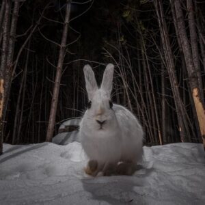 Ronan Donovan Instagram - Sharing some more images and stories from my takeover of @ilcp_photographers⁣
These are meant to be useful to aspiring photojournalists looking to get into conservation photography and science communication.⁣
⁣
// The images from my previous post depicted the wildlife that I had continued access to or species that I  was working with as a wildlife field biologist. The same goes for learning new camera techniques or even with new camera gear - stick to wildlife or locations that you have easy access to (nearby parks or even bird feeders or pets). ⁣
⁣
My approach was no different In 2014 when I built my own camera trap system to learn how to create images of shy animals at night. I started with my dog and then found species that were nearby and unafraid - porcupines and snowshoe hares. There are plenty of tutorials, forums and commercially available camera trap gear now, so just do some googling and you’ll find it. ⁣
⁣
As I mentioned at the end of my previous post, I was creating single images that lacked a story. With camera traps, I was trying different angles with these species to try and showcase more of their behaviors. But still, these were not stories and I was far from a working photographer at this point. ⁣