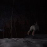 Ronan Donovan Instagram - Sharing some more images and stories from my takeover of @ilcp_photographers⁣ These are meant to be useful to aspiring photojournalists looking to get into conservation photography and science communication.⁣ ⁣ // The images from my previous post depicted the wildlife that I had continued access to or species that I was working with as a wildlife field biologist. The same goes for learning new camera techniques or even with new camera gear - stick to wildlife or locations that you have easy access to (nearby parks or even bird feeders or pets). ⁣ ⁣ My approach was no different In 2014 when I built my own camera trap system to learn how to create images of shy animals at night. I started with my dog and then found species that were nearby and unafraid - porcupines and snowshoe hares. There are plenty of tutorials, forums and commercially available camera trap gear now, so just do some googling and you’ll find it. ⁣ ⁣ As I mentioned at the end of my previous post, I was creating single images that lacked a story. With camera traps, I was trying different angles with these species to try and showcase more of their behaviors. But still, these were not stories and I was far from a working photographer at this point. ⁣ Montana