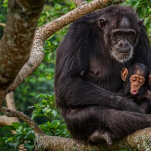 Ronan Donovan Instagram - Rosa and Betty sitting comfortably high in a fig tree in western Uganda. Rosa was an interesting female because she never left her natal community of wild chimpanzees. In order to maintain genetic diversity, the females will leave their family at puberty and go find another community of chimps where they'll live out the rest of their lives. ⁣
⁣
I find it so fascinating that in such a social and bonded species like chimps that after 16 years the females will never see their family every again. It's one of the least studied behaviors in wild chimps because it would require numerous neighboring communities of chimpanzees to be habituated/studied, which doesn't exist yet. ⁣
⁣
Learn more about chimps in the current issue of @natgeo magazine, through my posts here and by following the conservation NGO @bulindichimps⁣
.⁣⁣
.⁣⁣
.⁣⁣
.⁣⁣
.⁣⁣
#chimpanzee #chimp #chimpanzees #chimps #ape #wildlife #conservation #animals #africa #uganda #wildlifephotography #nature #natgeo⁣
