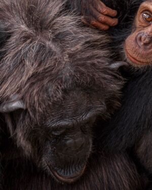 Ronan Donovan Instagram - Another quiet moment between Mususu and her son, Moon. At the time I took this photo, Mususu would have been ~40 years old and Moon was her 4th baby. Mususu was a northern female and I didn’t see her very much. She was shy. Within this wild chimpanzee community that I followed as a researcher in 2011, there were specific sub-groups of females that preferred to keep to a region within community’s territory. Some to the north or to the south and some kept to the center of the territory.  
 
While the total number of chimpanzees in this community was 58 at the time, never in the history of the 40 year study did this group have all 58 members been the same place. Like humans, elephants, bats, and some whale species (to name a few), chimps are a fission-fusion society. Essentially this means that the social structure of chimps is dynamic. A large group of 30 comes together to feed on ripe figs, lets say, while other smaller groups of 4-8 chimps are a few miles away feeding on something else.⁣⁣ It makes for very interesting days following chimps through their equatorial forest, you never know who will show up. 
Learn more about chimps in the current issue of @natgeo magazine, through my posts here and by following the conservation NGO @bulindichimps 
.⁣⁣ 
.⁣⁣ 
.⁣⁣ 
.⁣⁣ 
#chimpanzee #chimp #chimpanzees #chimps #ape #wildlife #conservation #animals #africa #uganda #bulindi #bulindichimps #wildlifephotography #nature #natgeo⁣⁣