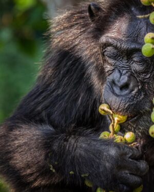 Ronan Donovan Instagram - Mother and son feeding high in canopy of a fig tree in Uganda’s Kibale National Park. The female here is known as Mususu was roughly 40 at the time of this photo and her nursing son, Moon was 3. This community of wild chimps has been studied for ~40 years with every individual’s life history recorded in detail. This  These massive figs belong to a Ficus capensis tree species and can provide weeks of ripened fruits for chimps to feed on. ⁣
⁣
Learn more about chimps in the current issue of @natgeo magazine, through my posts here and by following the conservation NGO @bulindichimps ⁣
⁣
.⁣⁣⁣
.⁣⁣⁣
.⁣⁣⁣
.⁣⁣⁣
.⁣⁣⁣
#chimpanzee #chimp #chimpanzees #chimps #ape #wildlife #conservation #animals #africa #uganda #bulindi #bulindichimps #wildlifephotography #nature #natgeo⁣⁣⁣